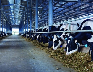 Cách tiêm và cho gia súc uống thuốc - Thrivet