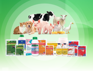 Vắc-xin và cách thức sử dụng trong tiêm phòng cho gia súc, gia cầm - Thrivet